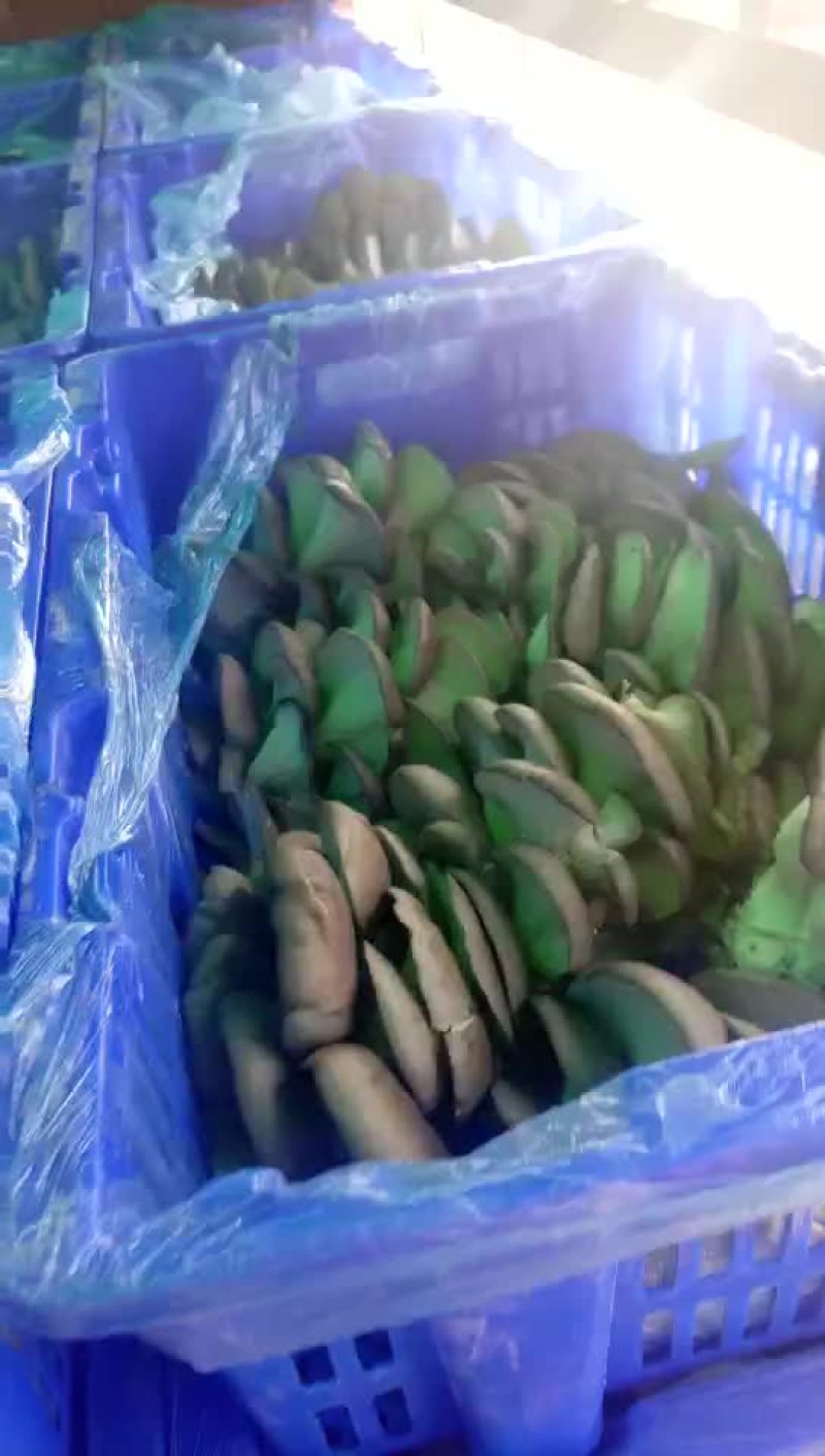 平菇厚3~5cm浅灰色