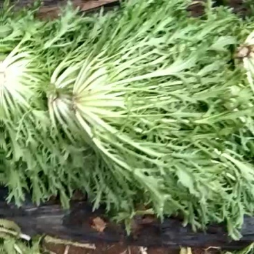 苦菊12~15cm我们本着客户至上得原则愿与您真诚的合