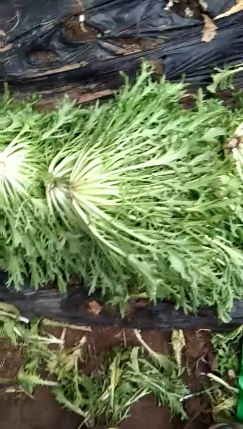 苦菊12~15cm我们本着客户至上得原则愿与您真诚的合