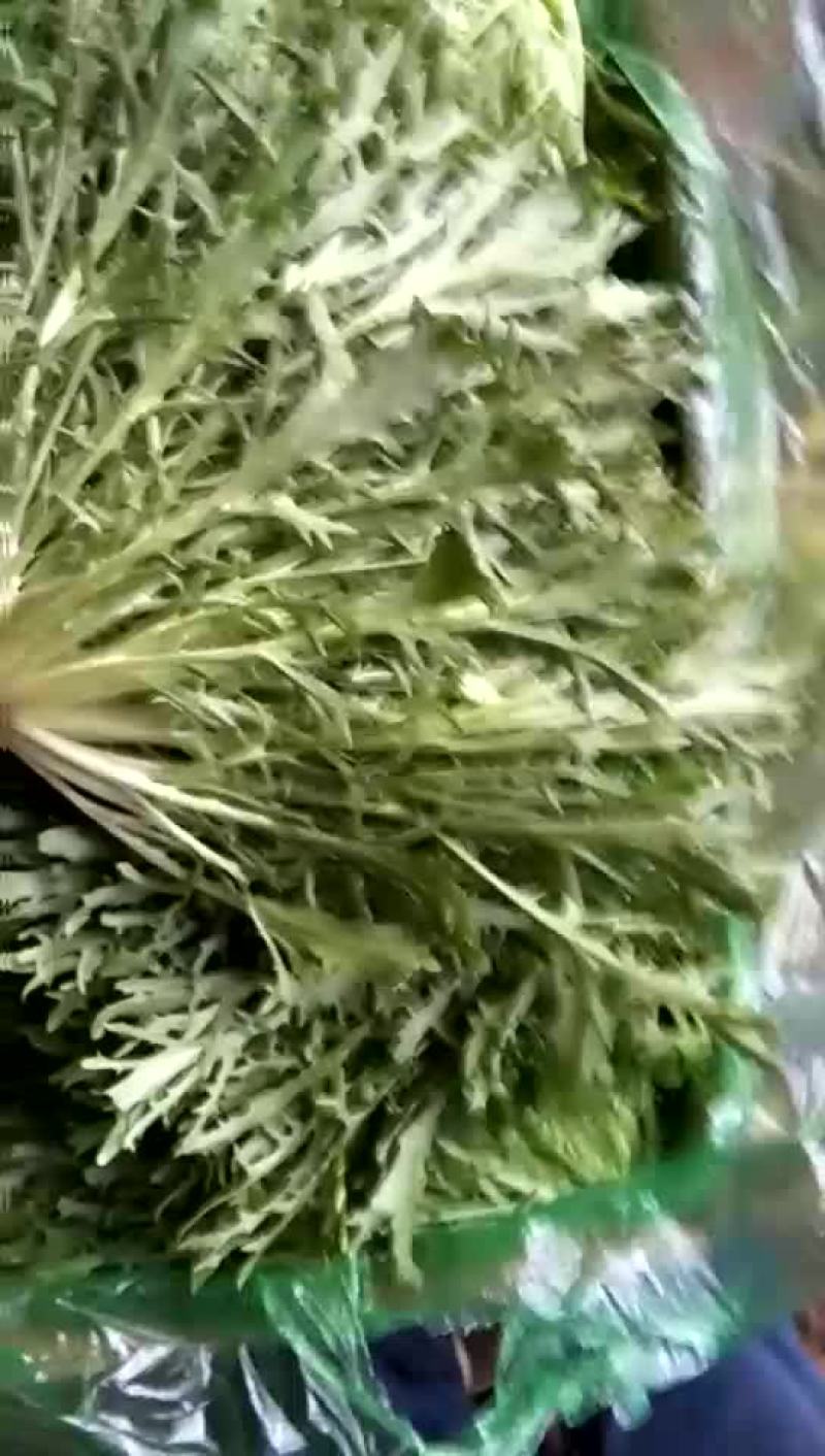 苦菊12~15cm我们本着客户至上得原则愿与您真诚的合