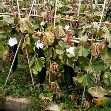 黑皮冬瓜15斤以上吊冬瓜