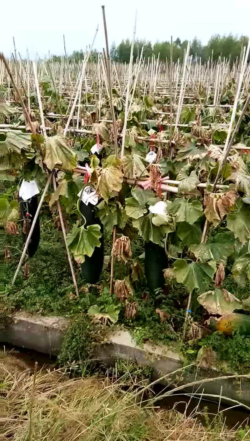 黑皮冬瓜15斤以上吊冬瓜