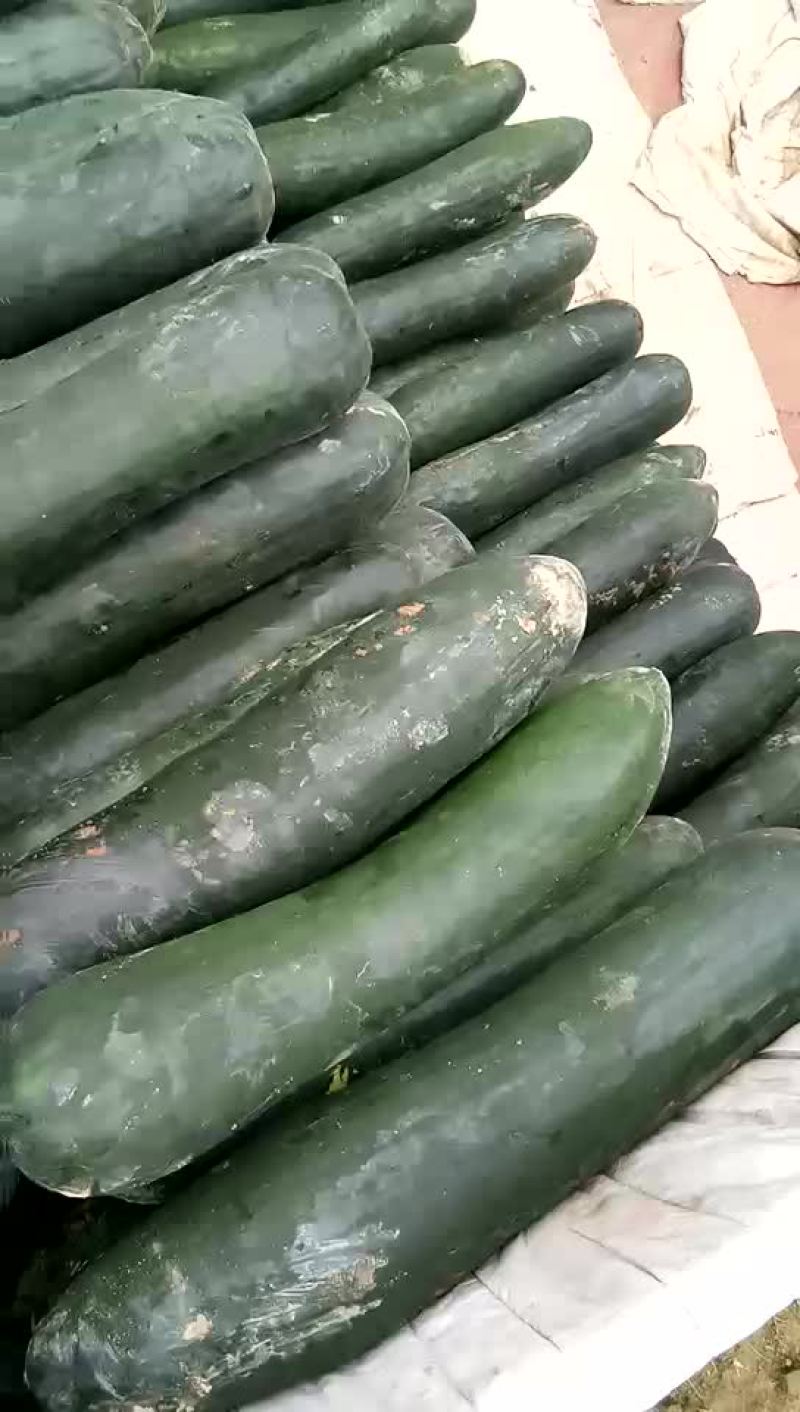 黑皮冬瓜15斤以上吊冬瓜