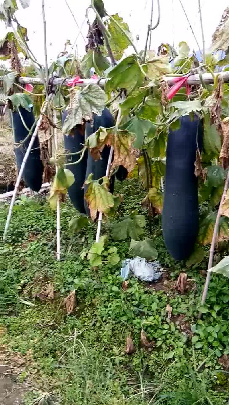 黑皮冬瓜15斤以上吊冬瓜
