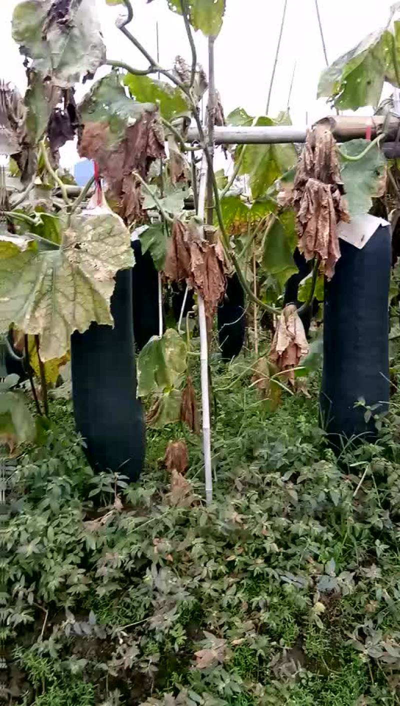 黑皮冬瓜15斤以上吊冬瓜