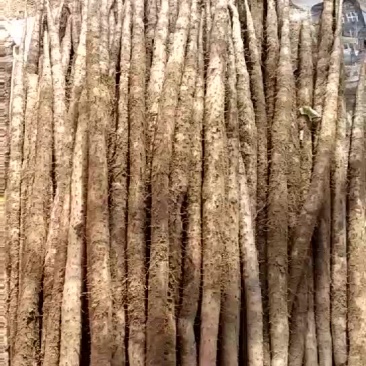 小白嘴白山药2~3厘米一级通货40~50厘米