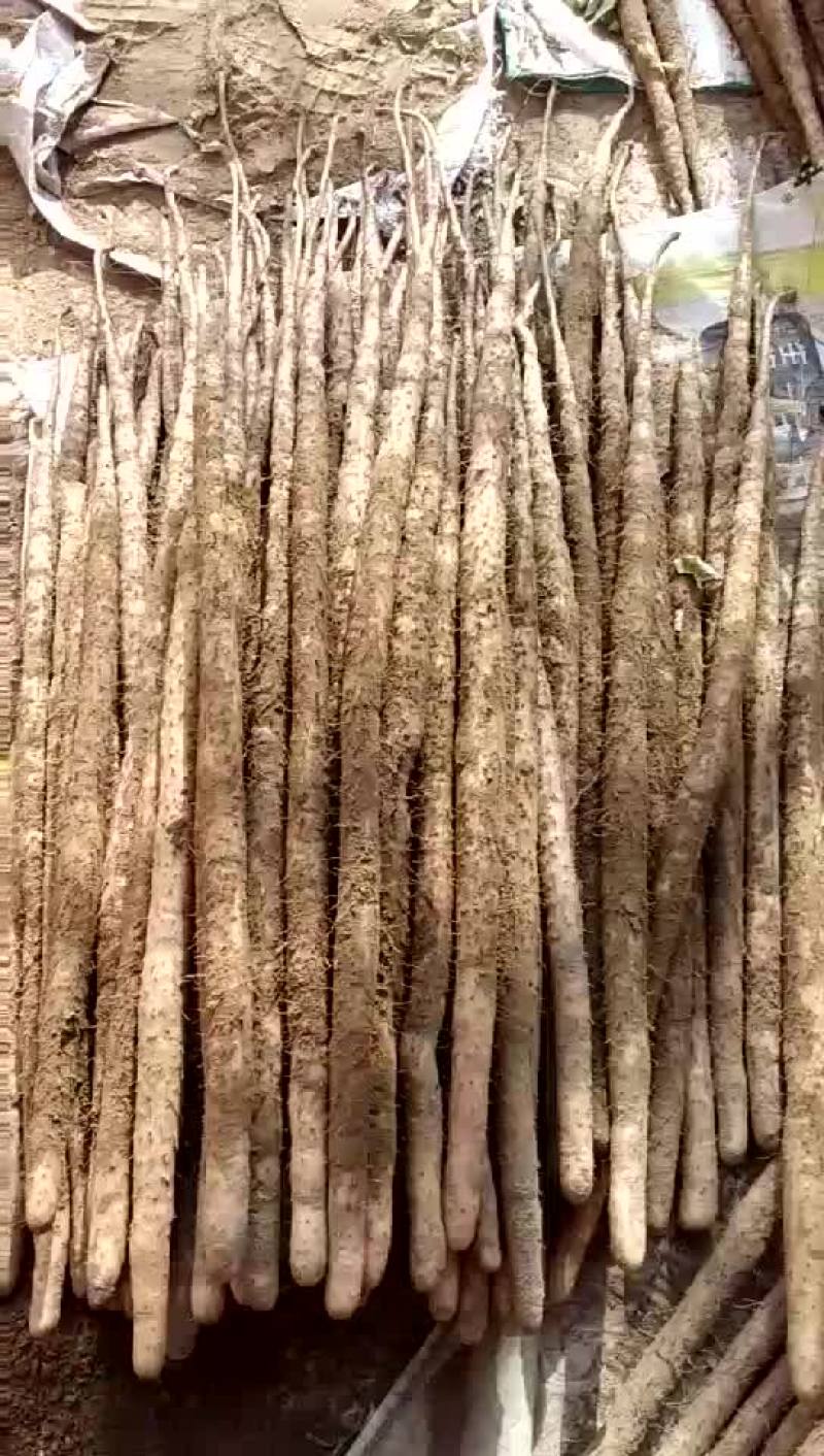 小白嘴白山药2~3厘米一级通货40~50厘米