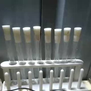 木耳菌种原种