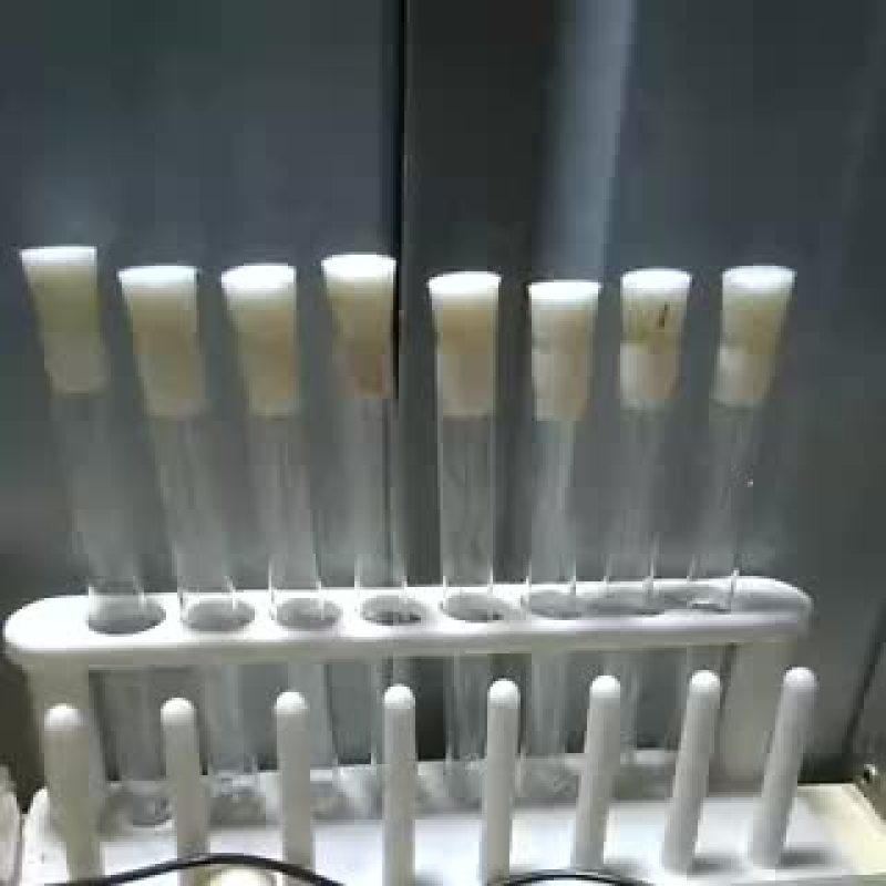 木耳菌种原种