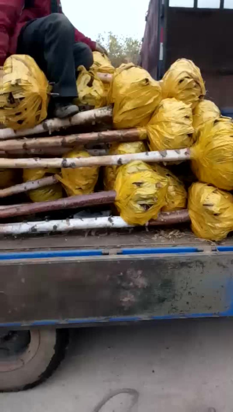 白桦树3～10公分，及建圃小苗工程树