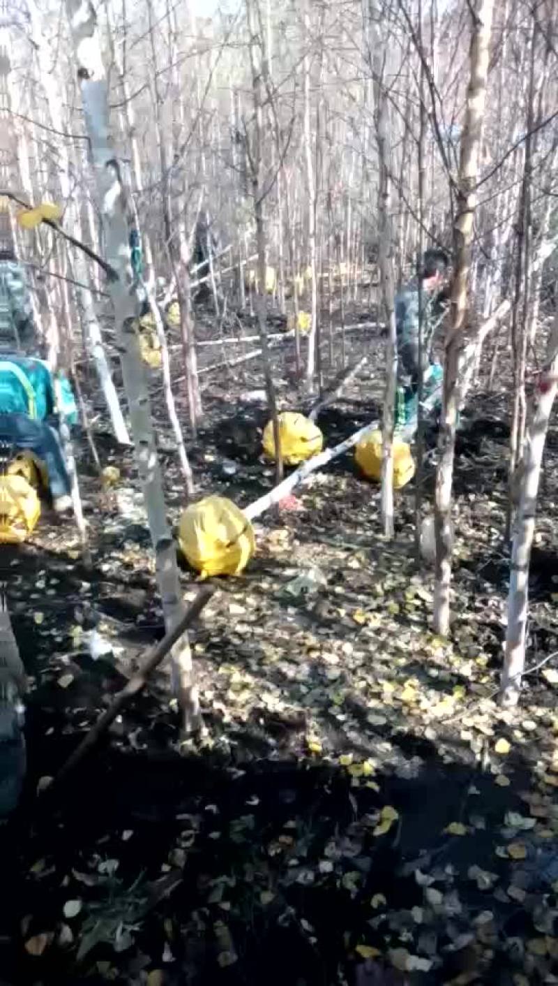 白桦树3～10公分，及建圃小苗工程树