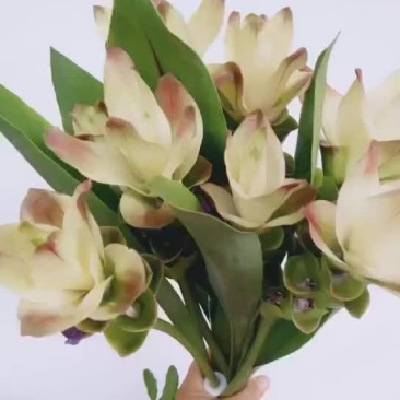 姜荷花