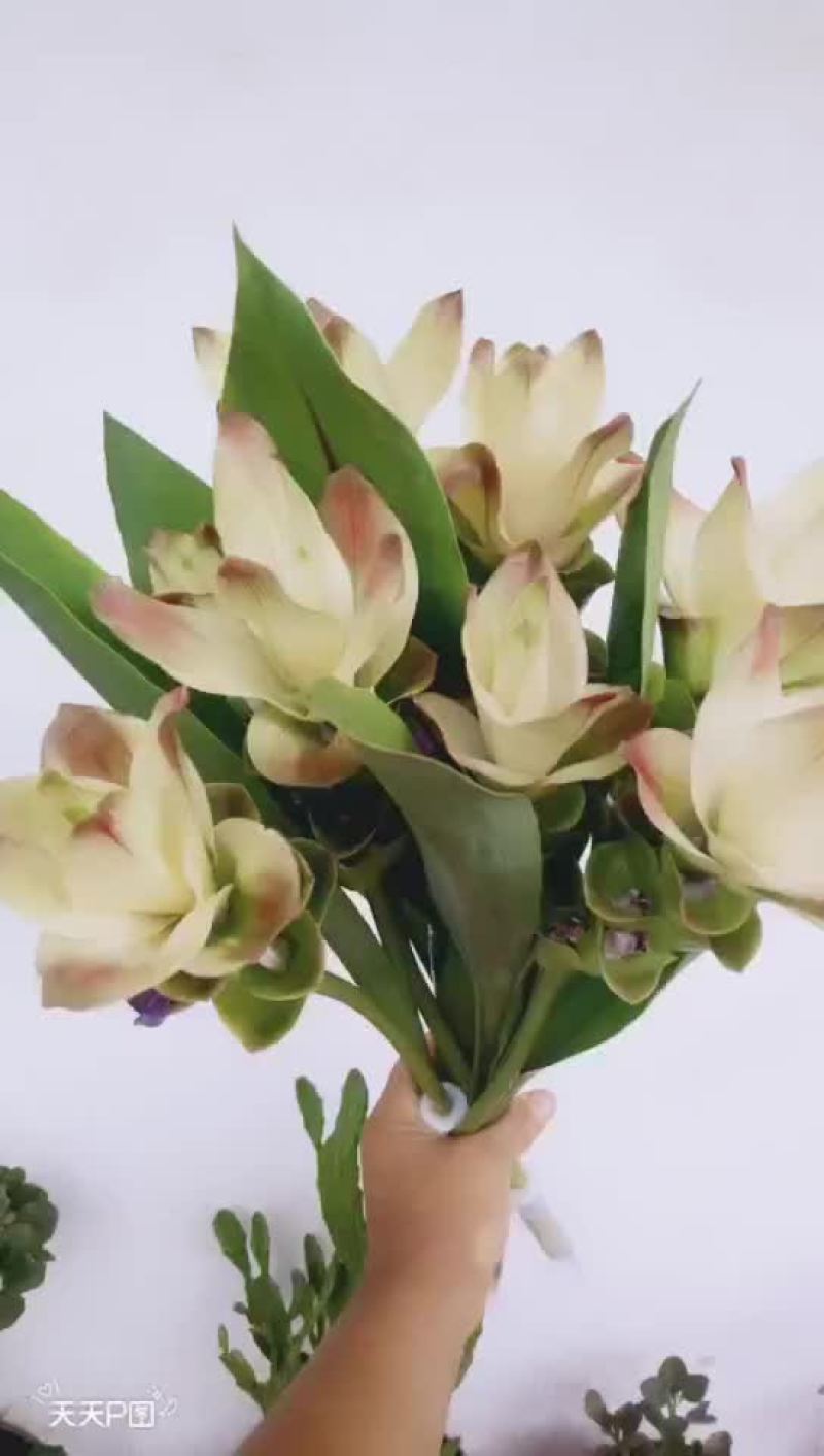姜荷花