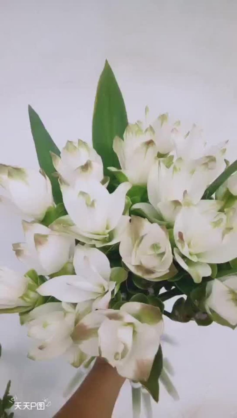 姜荷花