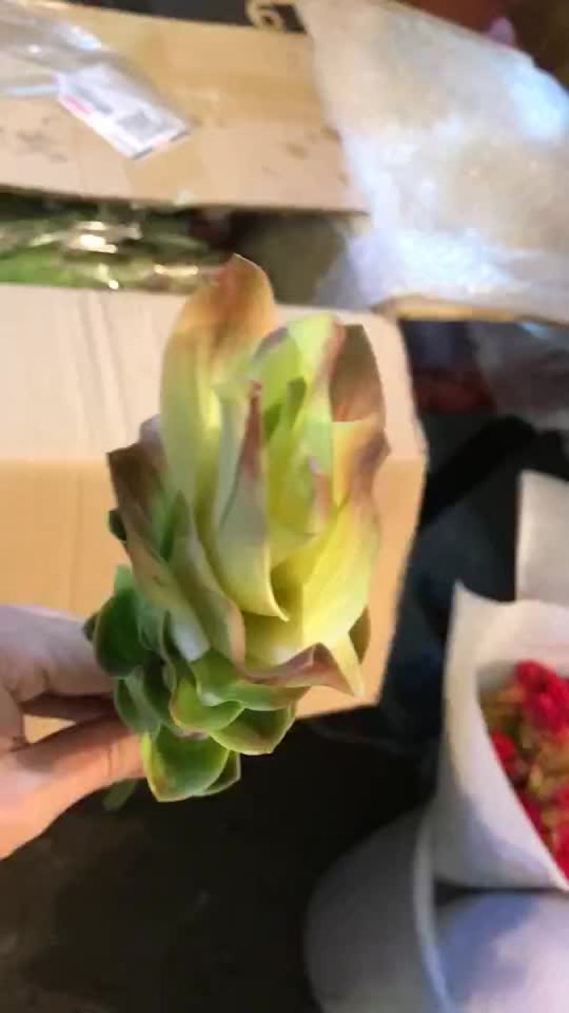姜荷花