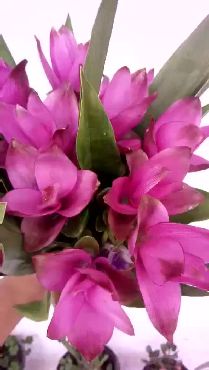 姜荷花