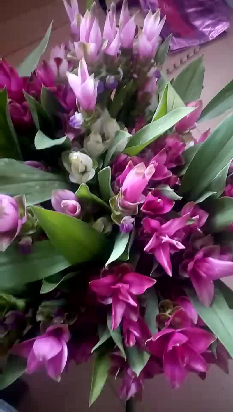 姜荷花