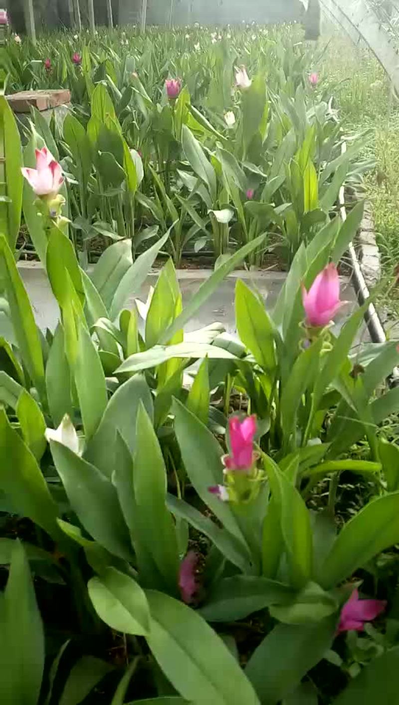 姜荷花