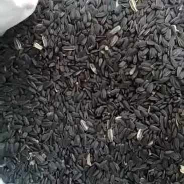 油葵100~150cm