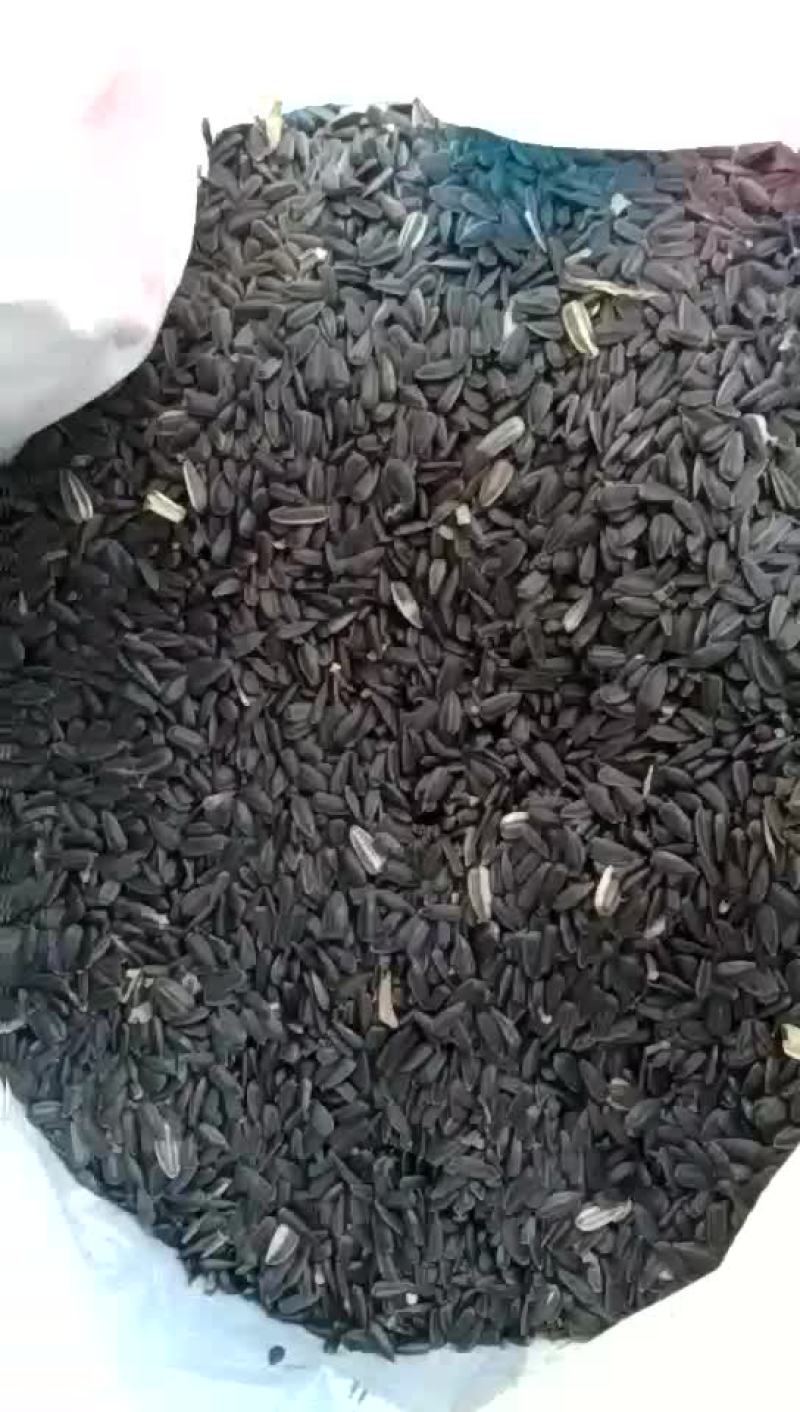 油葵100~150cm