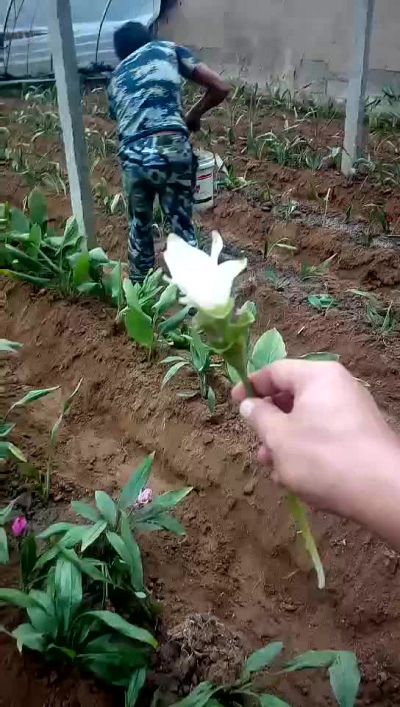 姜荷花
