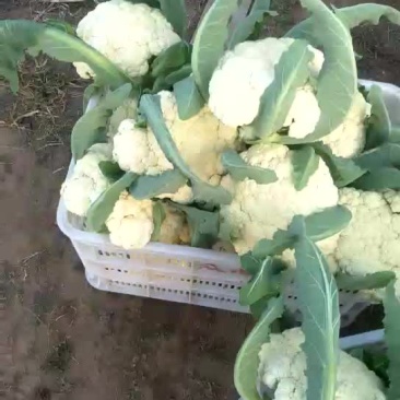 白花菜包装