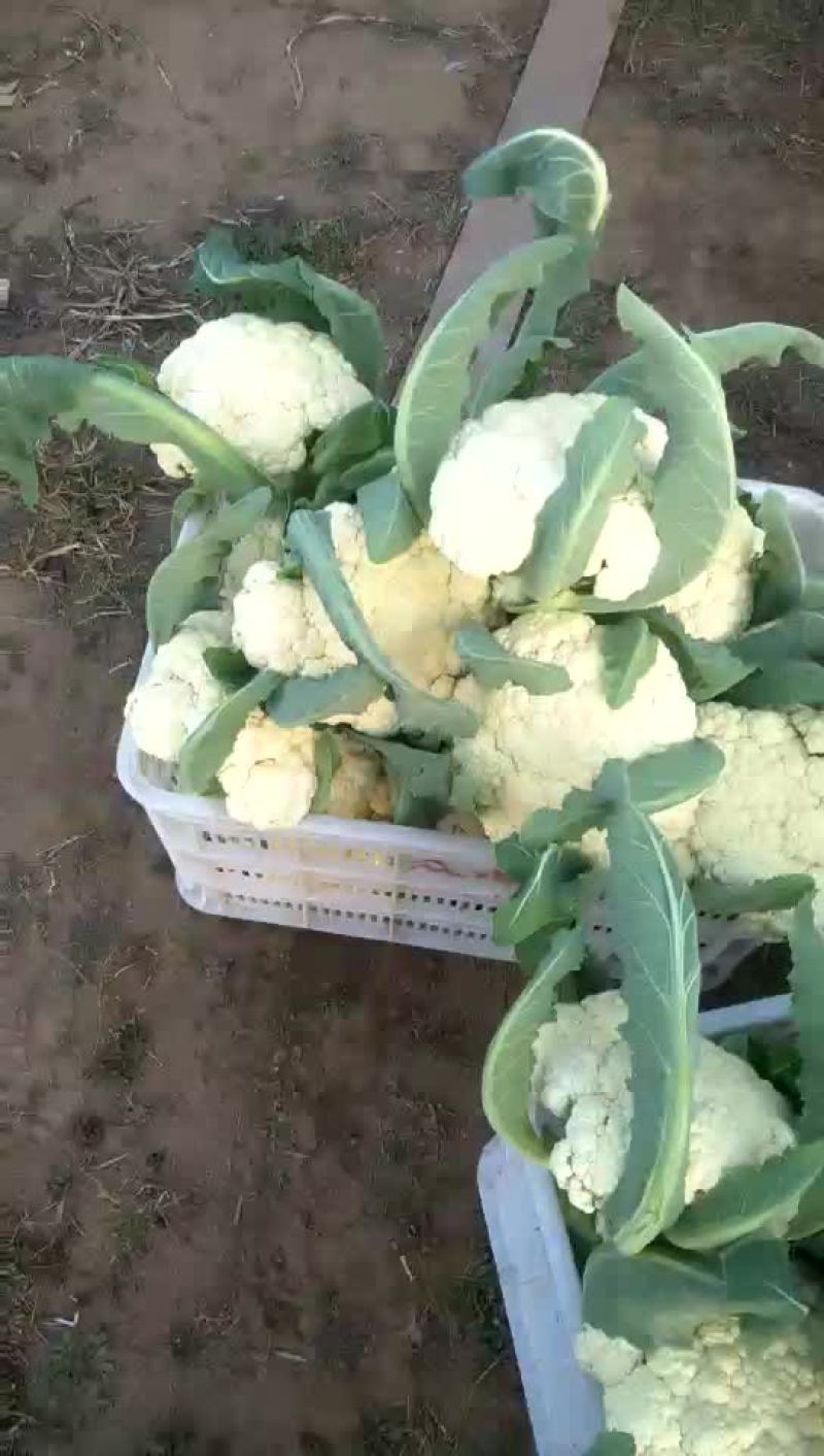 白花菜包装