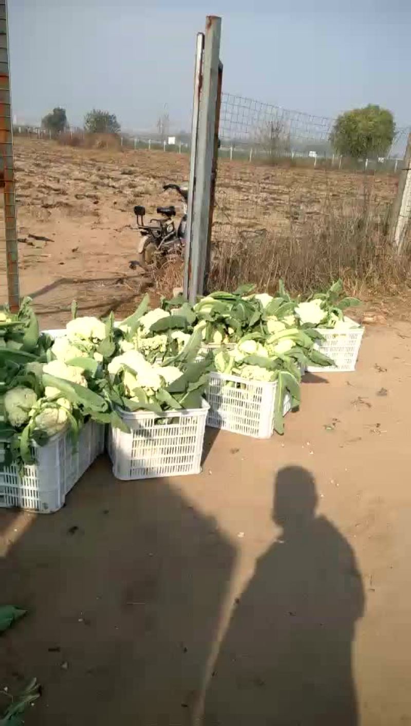 白花菜包装