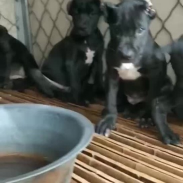 {热门专题}卡斯罗多少钱
