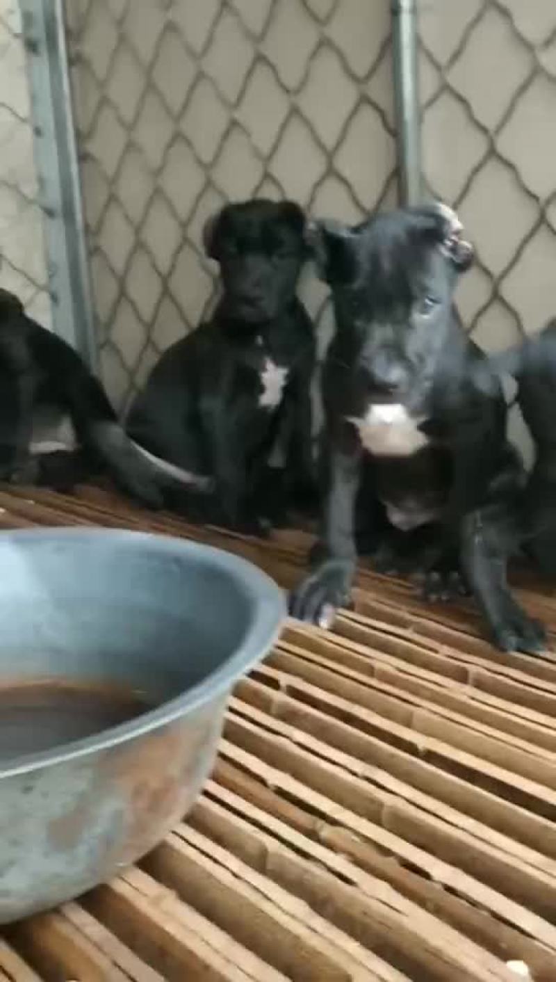 {热门专题}卡斯罗多少钱
