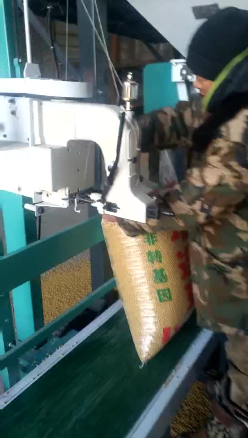 黄黄豆优质
