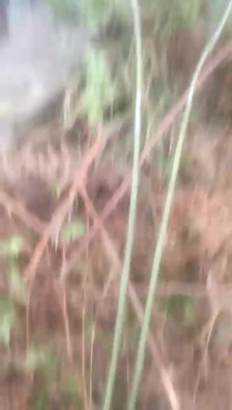 覆盆子苗
