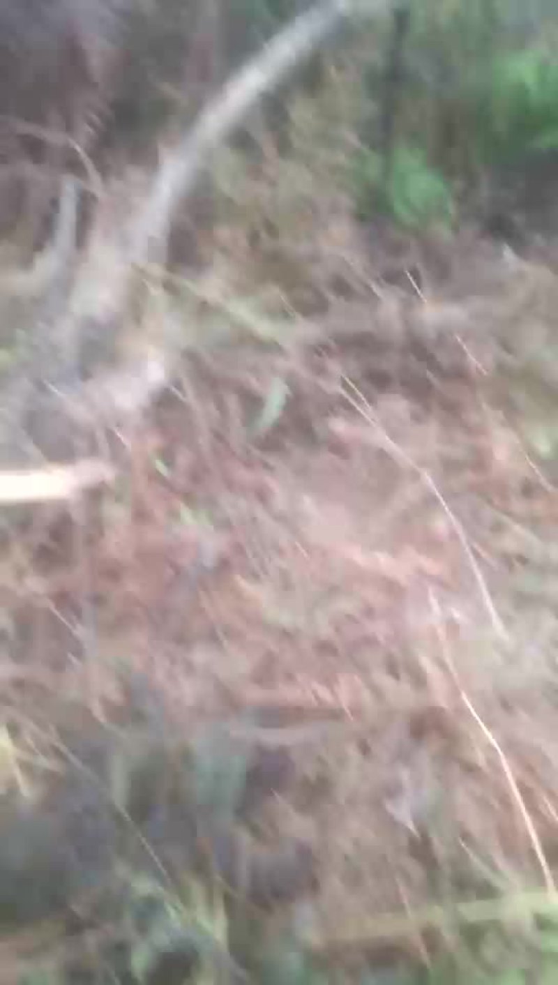覆盆子苗