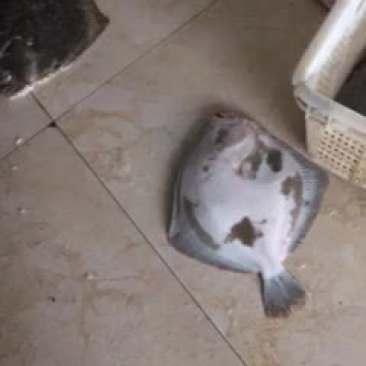 多宝鱼食用冰鲜鱼