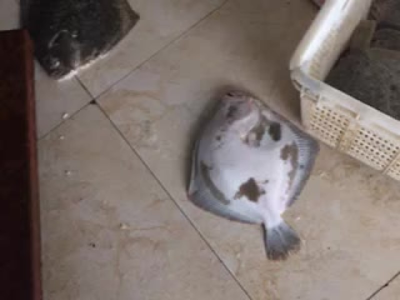 多宝鱼食用冰鲜鱼
