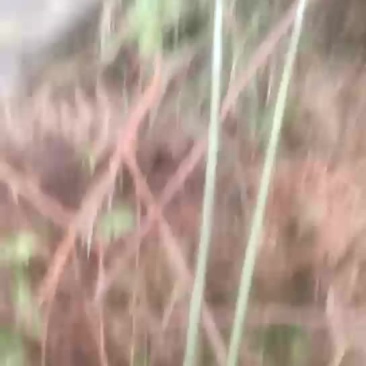 覆盆子苗
