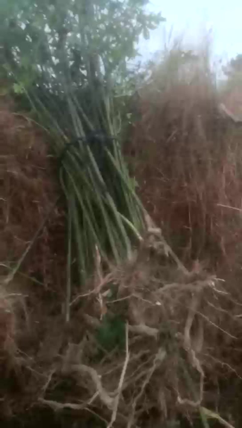 覆盆子苗