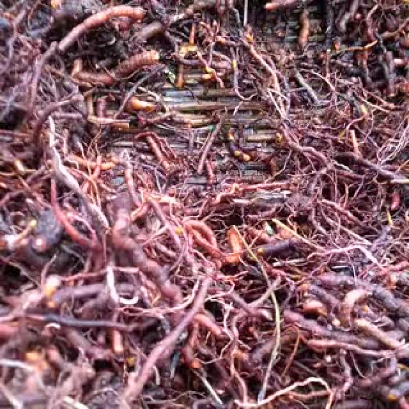 茜草