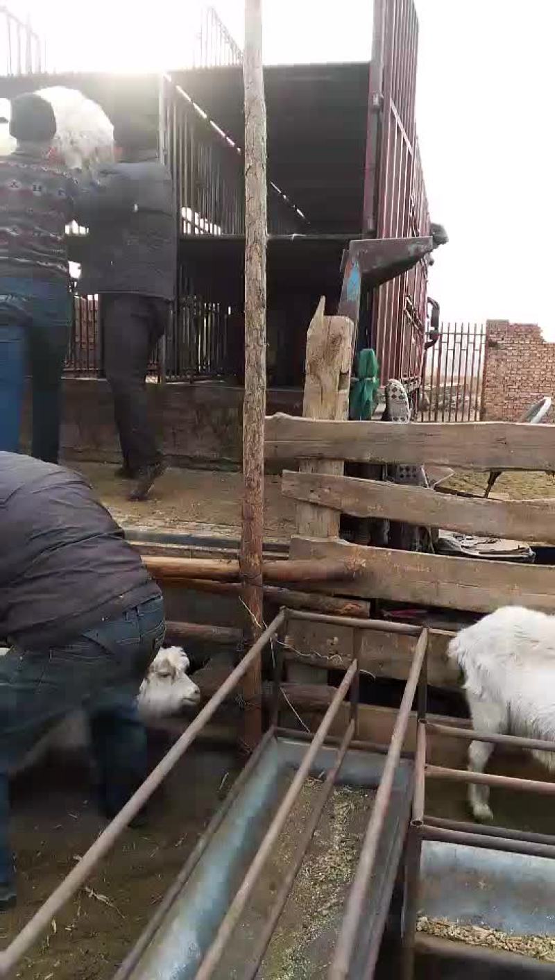 绒山羊整群