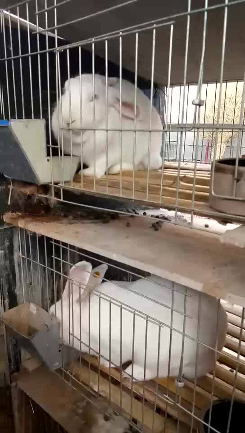 獭兔种兔5-8斤左右