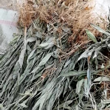 贵州野生，淡竹叶带根，干货