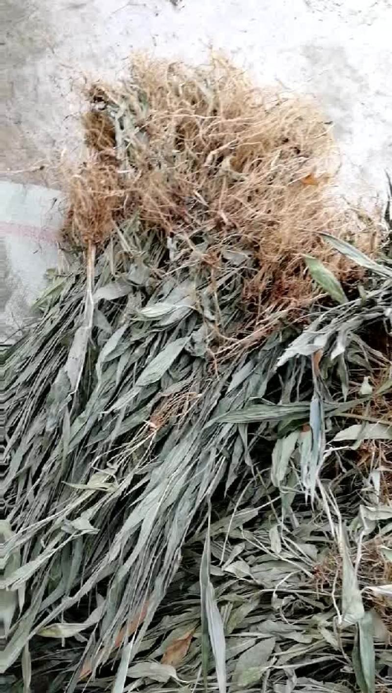贵州野生，淡竹叶带根，干货