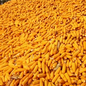 黄玉米14~16%