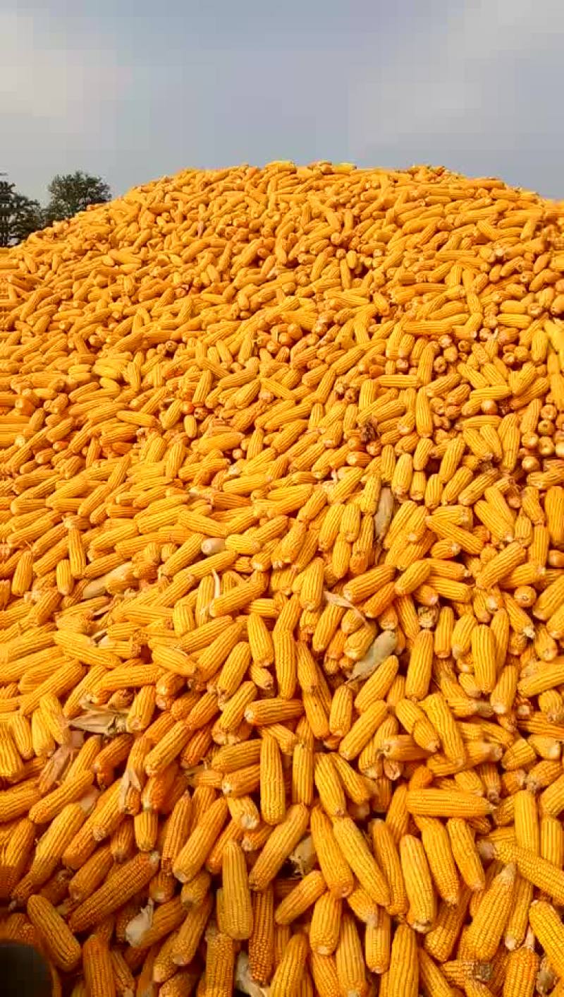 黄玉米14~16%