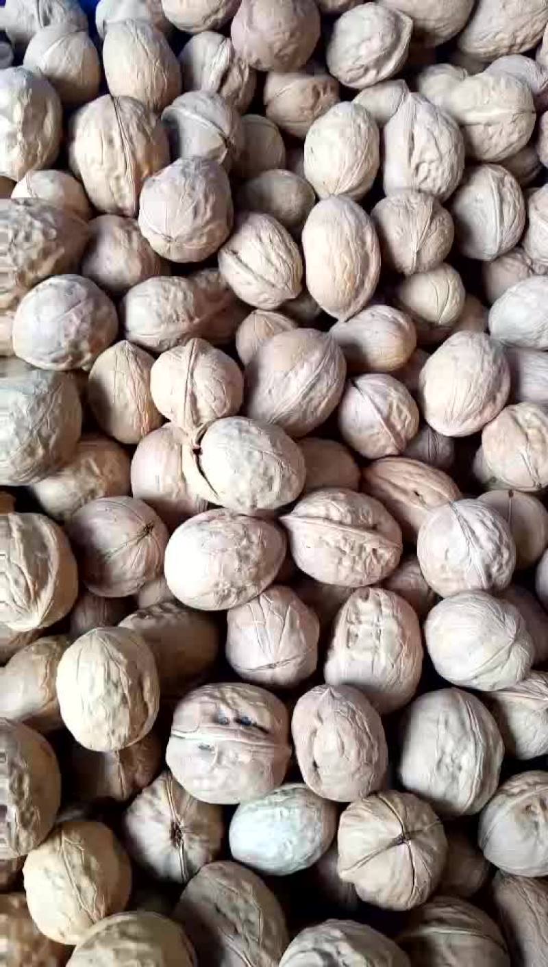 新疆核桃去皮30~35mm干
