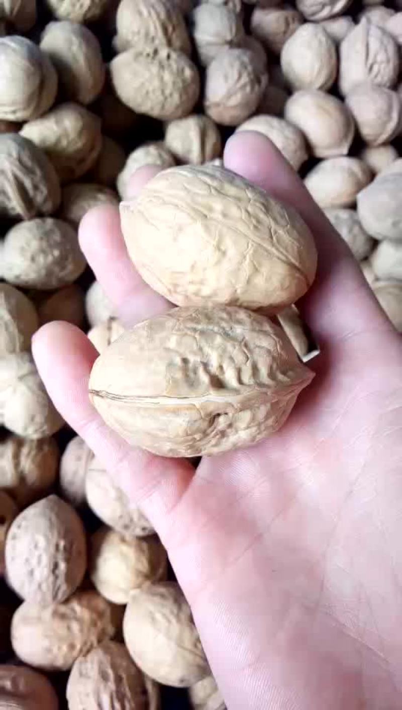新疆核桃去皮30~35mm干
