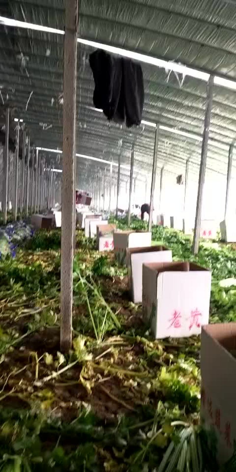 西芹40cm以上