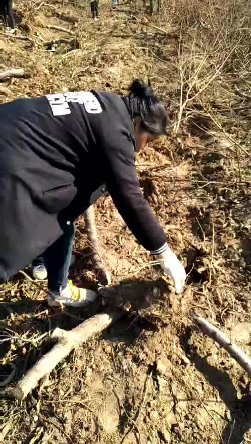 桃树8~10cm0.5~1米