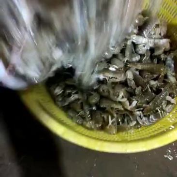 皮皮虾活虾