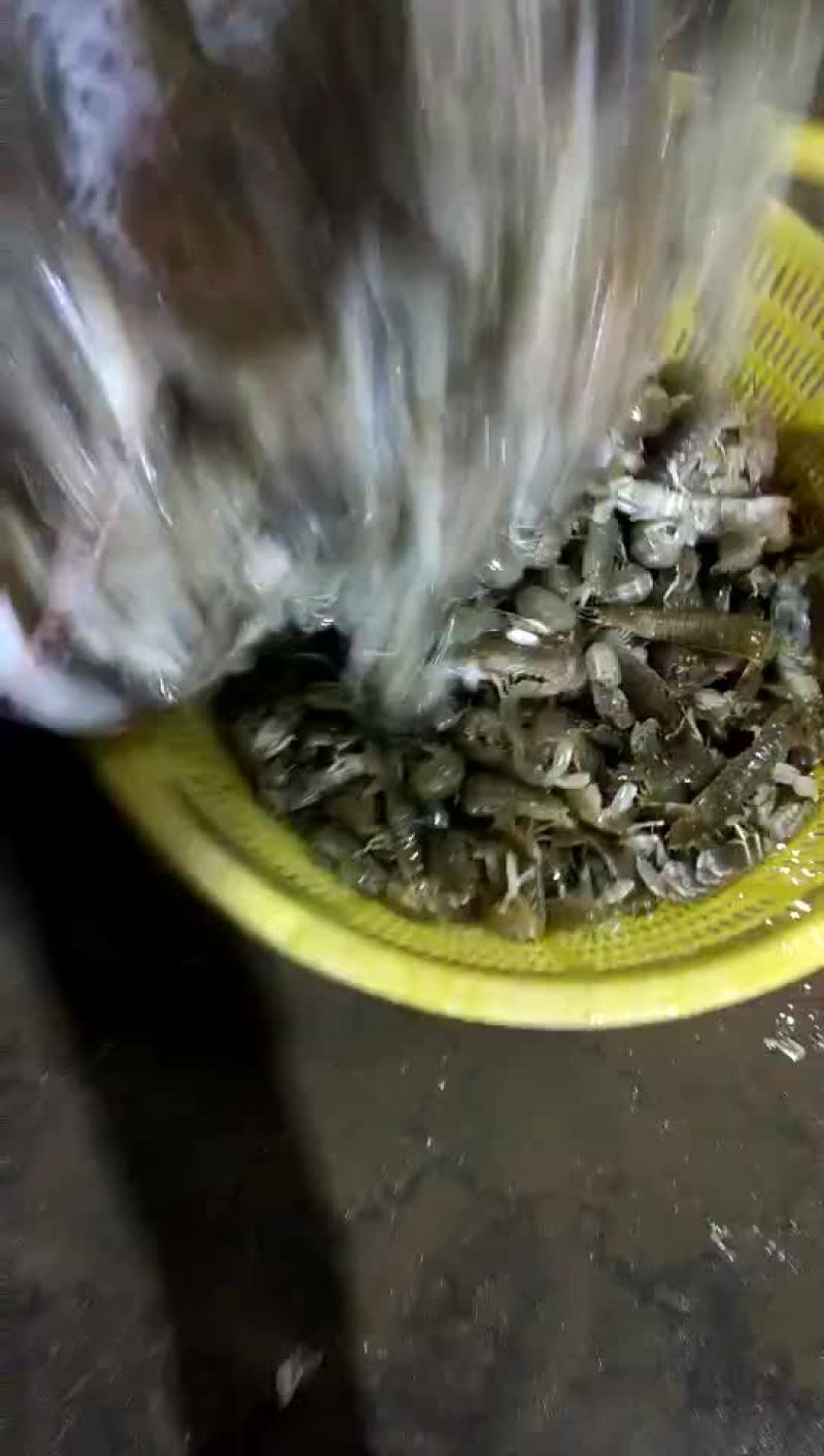 皮皮虾活虾